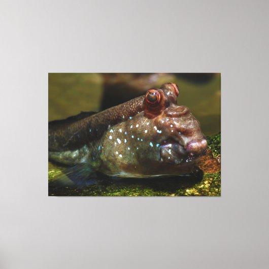 Mudskipper Amphibious Fish Oxudercinae Canvas Afdruk (Voorkant)