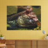 Mudskipper Amphibious Fish Oxudercinae Canvas Afdruk (Insitu (Woonkamer))