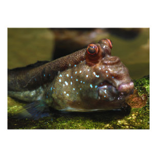 Mudskipper Amphibious Fish Oxudercinae Foto Afdruk
