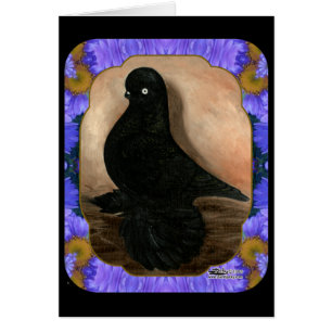 Muffed Tumbler Pigeon Framed