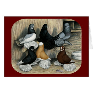 Muffed Tumbler Pigeons