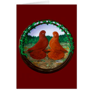 Muffed Tumbler Pigeons2