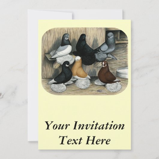 Muffed Tumbler Pigeons Kaart (Voorkant)