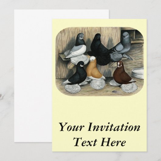 Muffed Tumbler Pigeons Kaart (Voorkant / Achterkant)