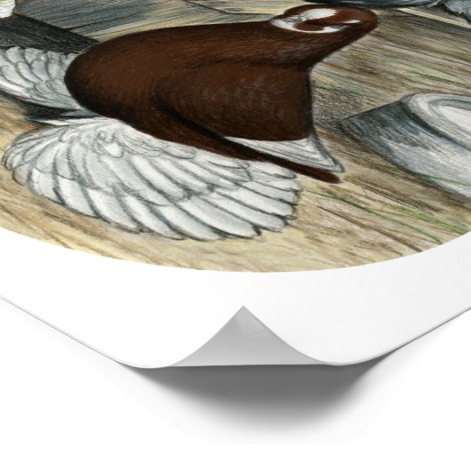 Muffed Tumbler Pigeons Poster (Hoek)