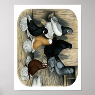 Muffed Tumbler Pigeons Poster
