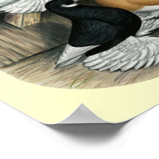 Muffed Tumbler Pigeons Poster (Hoek)