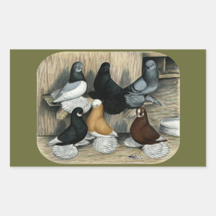 Muffed Tumbler Pigeons Rechthoekige Sticker