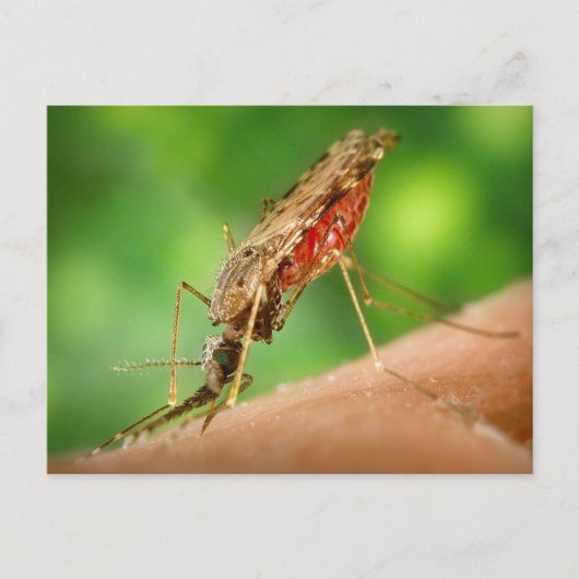 Mug Vol Bloed Briefkaart (Voorkant)