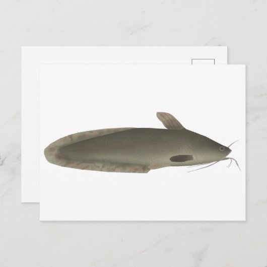 muggenmeerval briefkaart (Voorkant / Achterkant)