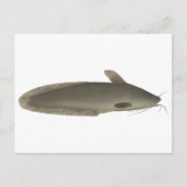 muggenmeerval briefkaart (Voorkant)