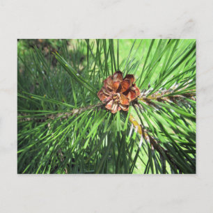 Mugo Pine Briefkaart