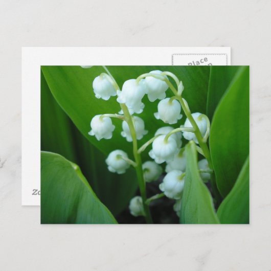 Muguet Briefkaart (Voorkant / Achterkant)