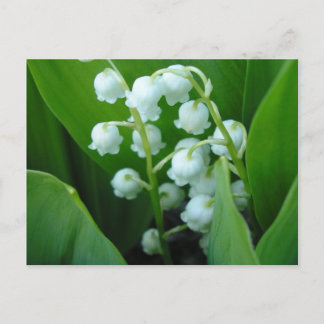 Muguet Briefkaart