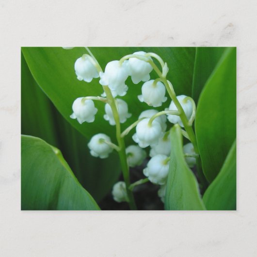 Muguet Briefkaart (Voorkant)