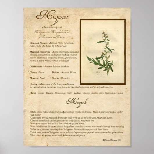 MUGWORT MAGICK HERB POSTER (Voorkant)