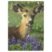 Muildier, Odocoileus hemionus Klembord (Achterkant)