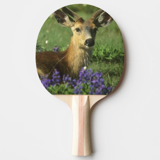 Muildier, Odocoileus hemionus Tafeltennisbatje (Voorkant)