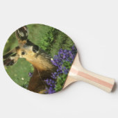 Muildier, Odocoileus hemionus Tafeltennisbatje (Zijkant)