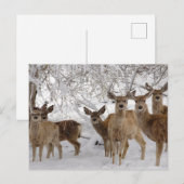 Muildier Wyoming Briefkaart (Voorkant / Achterkant)