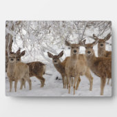 Muildier Wyoming Fotoplaat (voorkant)