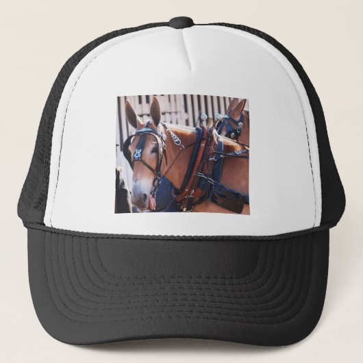 muildieren en ezels 026 trucker pet (Voorkant)