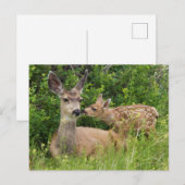Muildierhinde met jong briefkaart (Voorkant / Achterkant)