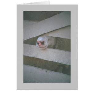 muilkorf van schapen door hek