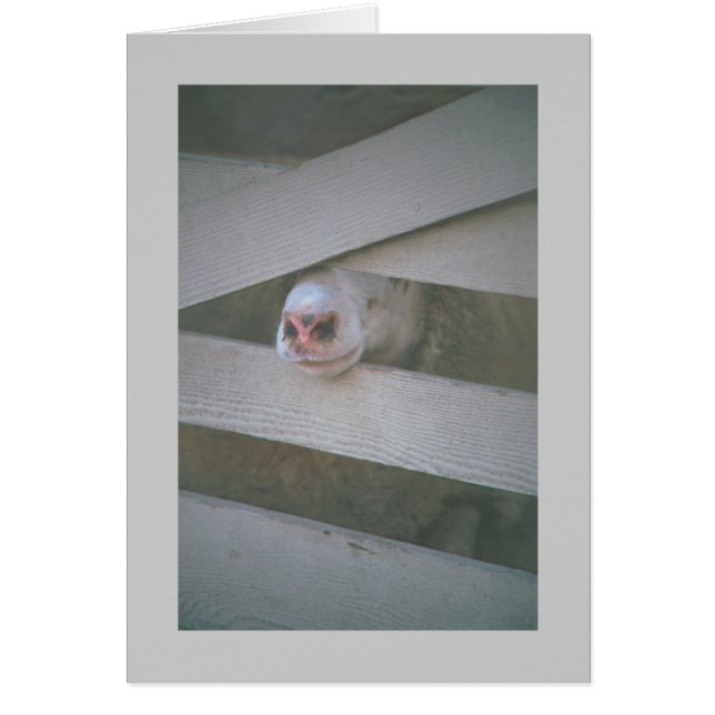 muilkorf van schapen door hek (Voorkant)