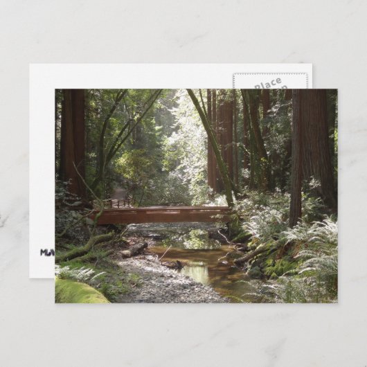 Muir Bossen Bridge II Briefkaart (Voorkant / Achterkant)