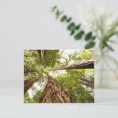 Muir Bossen, CA Briefkaart (Staand voorkant)