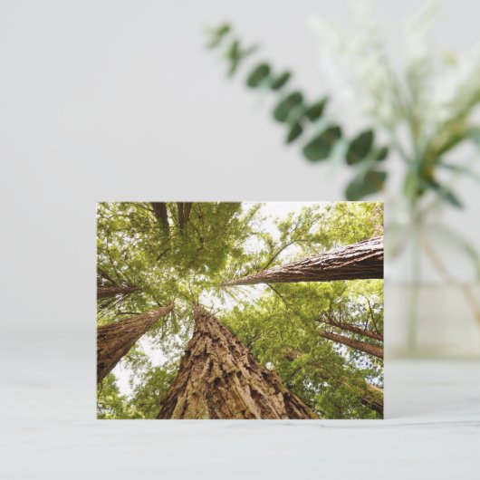 Muir Bossen, CA Briefkaart (Staand voorkant)