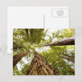 Muir Bossen, CA Briefkaart (Voorkant / Achterkant)