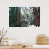 Muir Bossen California Poster (Keuken)