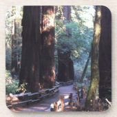 Muir Bossen Drankjes Onderzetter (Voorkant)