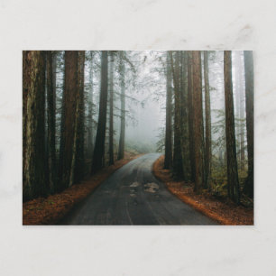 Muir Bossen National Monument (Mill Valley, VS) Briefkaart