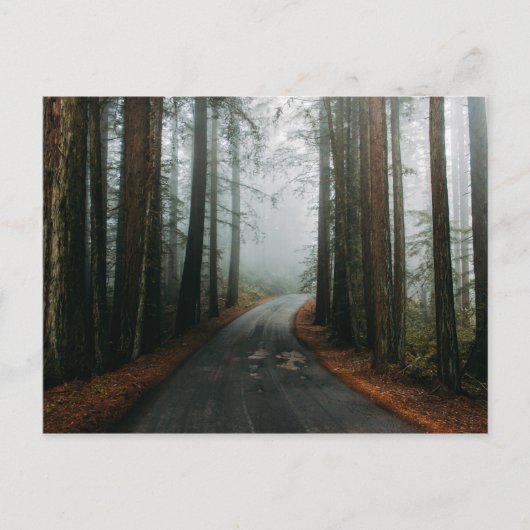 Muir Bossen National Monument (Mill Valley, VS) Briefkaart (Voorkant)