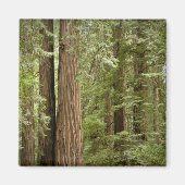 Muir Bossen National Monument (Northern) Magneet (Voorkant)