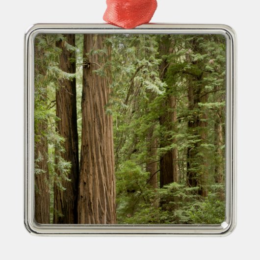 Muir Bossen National Monument (Northern) Metalen Ornament (Voorkant)
