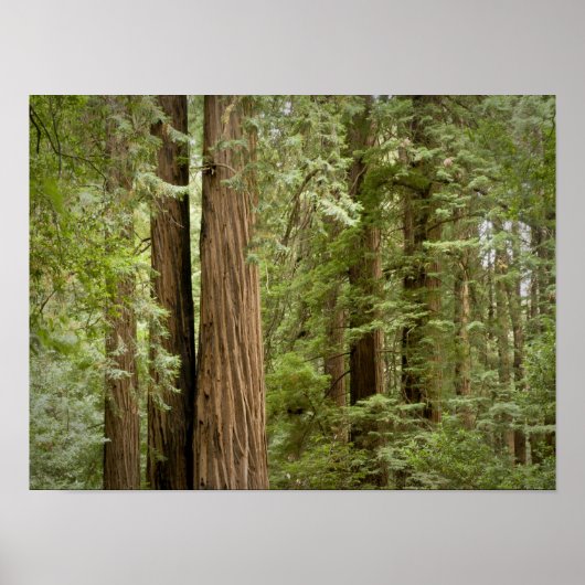 Muir Bossen National Monument (Northern) Poster (Voorkant)
