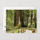 Muir Bossen Path I Natuur Fotografie Briefkaart (Voorkant / Achterkant)