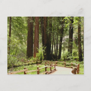Muir Bossen Path I Natuur Fotografie Briefkaart