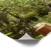 Muir Bossen Path I Natuur Fotografie Poster (Hoek)