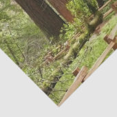 Muir Bossen Path I Natuur Fotografie Tissuepapier (Detail)