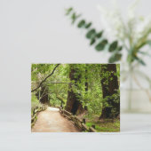 Muir Bossen Path II Natuur Fotografie Kaart (Staand voorkant)