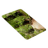 Muir Bossen Path II Natuur Fotografie Magneet (Rechterzijde)