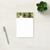 Muir Bossen Path II Natuur Fotografie Post-it® Notes (Kantoor)