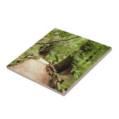 Muir Bossen Path II Natuur Fotografie Tegeltje (Zijkant)