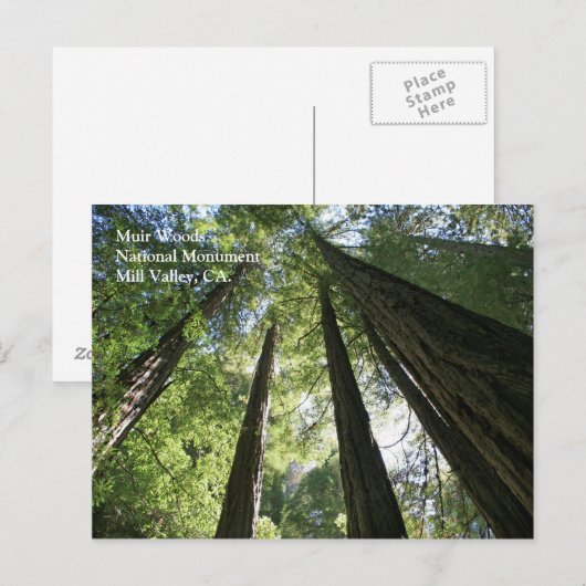 Muir Bossen Post Card Briefkaart (Voorkant / Achterkant)