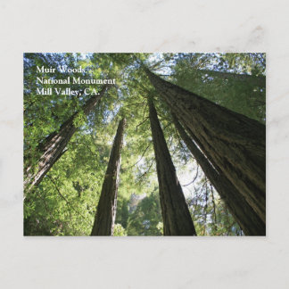 Muir Bossen Post Card Briefkaart